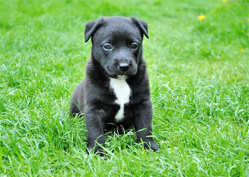 夏の愛犬の暑さ対策！安全に運動する8つの方法