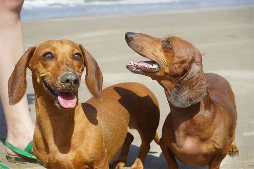 子犬の歯の生え変わりはいつから？いつまで？注意点と対処法