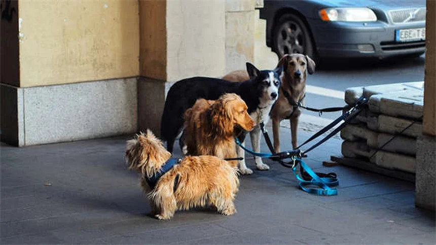 子犬の歯の生え変わりはいつから？いつまで？注意点と対処法