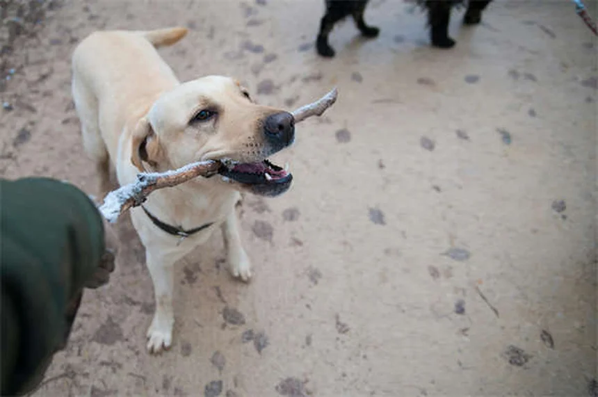 愛犬の散歩で得られる10の健康効果【飼い主も一緒に健康に】