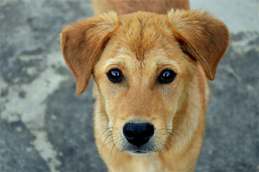 犬がフリスビーを嫌がる理由と解決法5選【プロが解説】