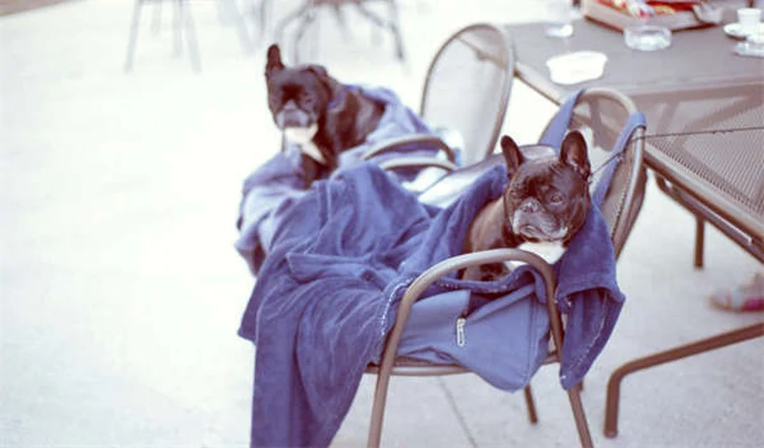 犬用GPSトラッカーの選び方｜愛犬の健康管理に最適な5つの方法