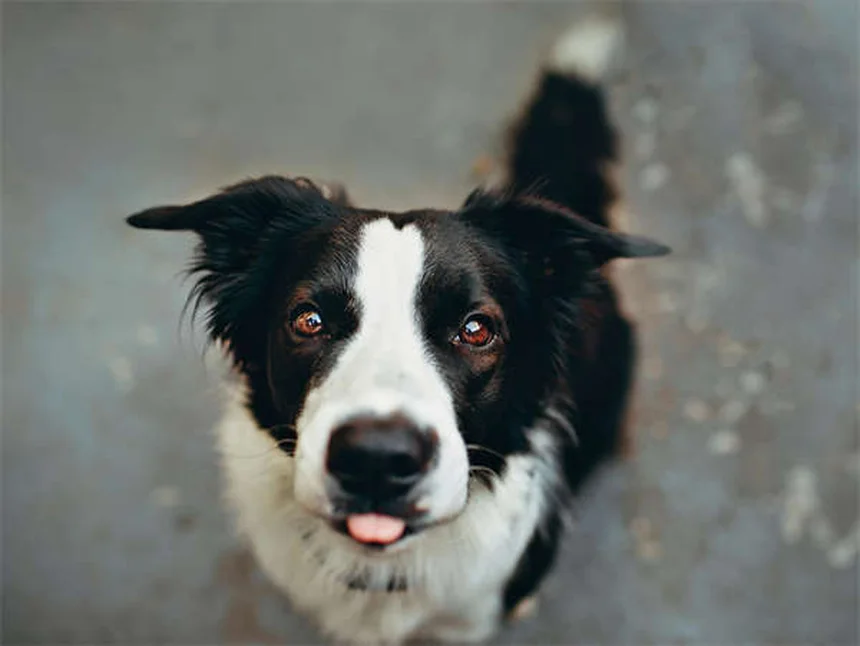 犬に果物を与える時の注意点｜ストーンフルーツの危険性と安全な与え方