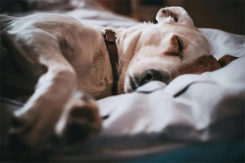 犬に果物を与える時の注意点｜ストーンフルーツの危険性と安全な与え方