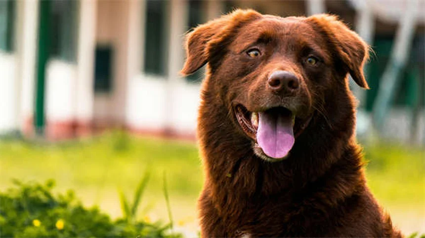 ライム病の犬の迎え方と世話の完全ガイド