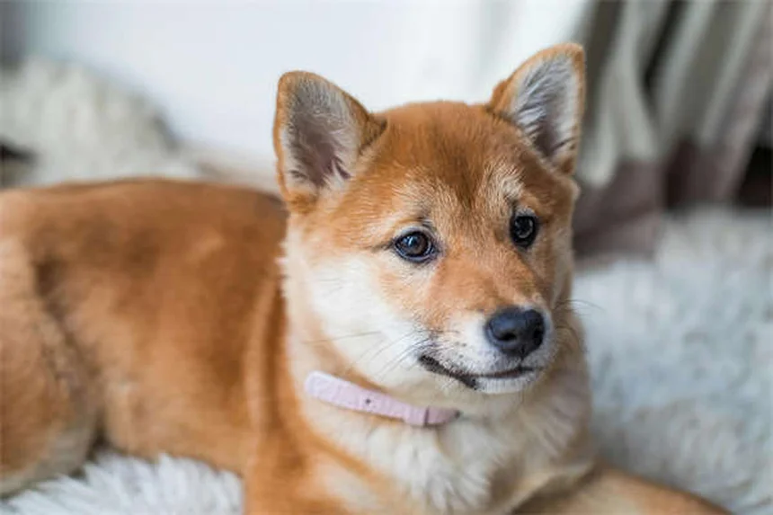 夏のペット暑さ対策7選｜愛犬・愛猫を熱中症から守る方法