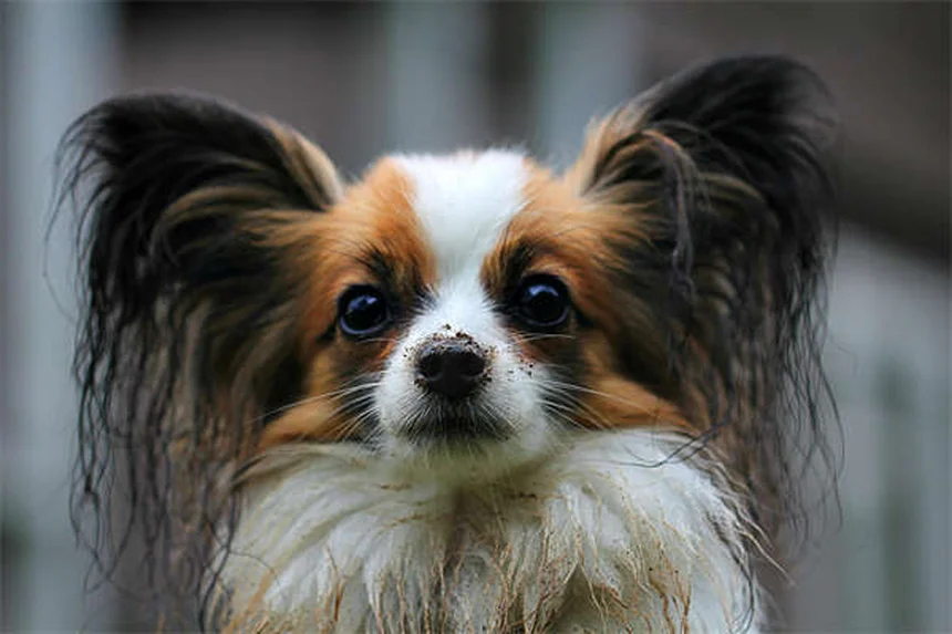 夏のペット暑さ対策7選｜愛犬・愛猫を熱中症から守る方法