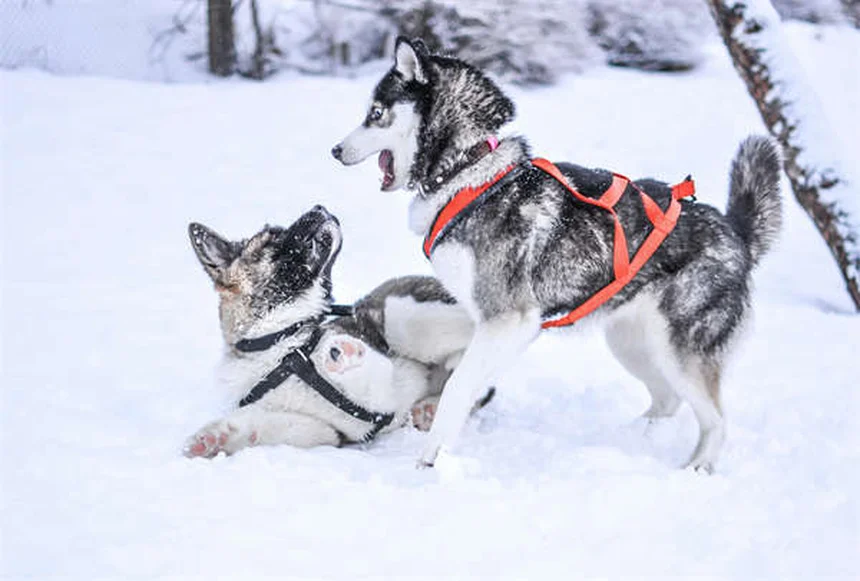 夏のペット暑さ対策7選｜愛犬・愛猫を熱中症から守る方法