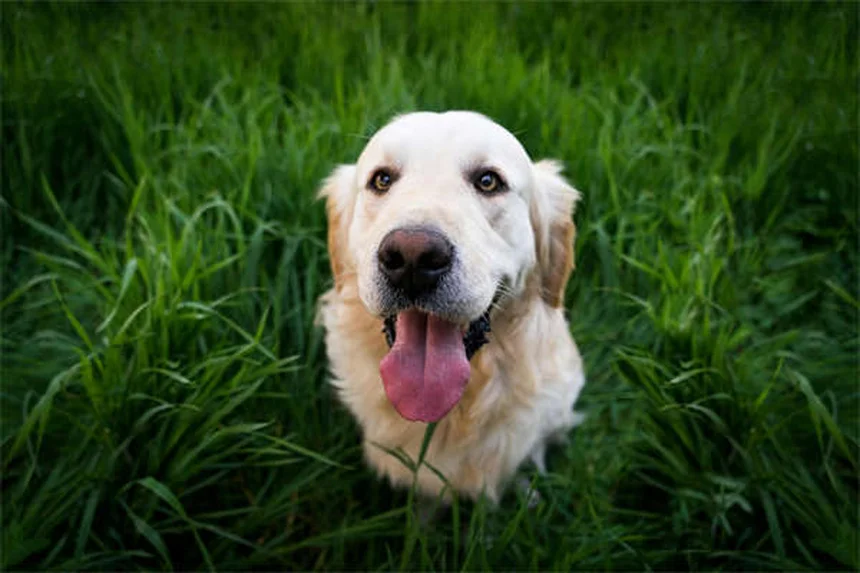 軍用犬の健康管理｜米軍獣医部隊の100年にわたる取り組み