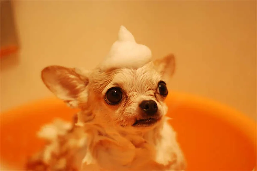 犬の薬をご飯に混ぜて砕いてもいい？正しい飲ませ方の全知識