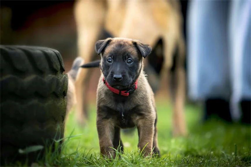 犬の薬をご飯に混ぜて砕いてもいい？正しい飲ませ方の全知識