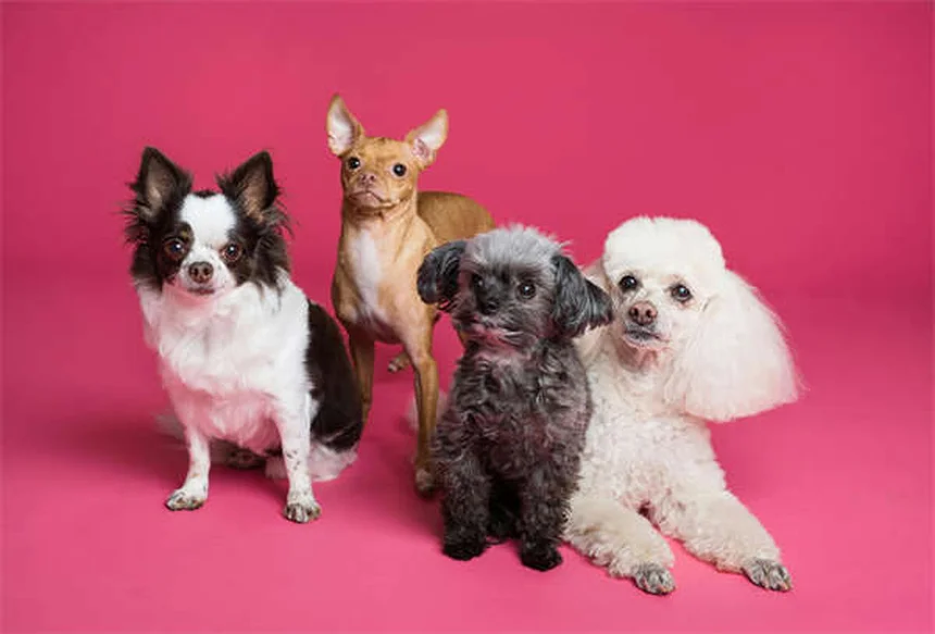 犬に果物を与える時の注意点｜ストーンフルーツの危険性と安全な与え方