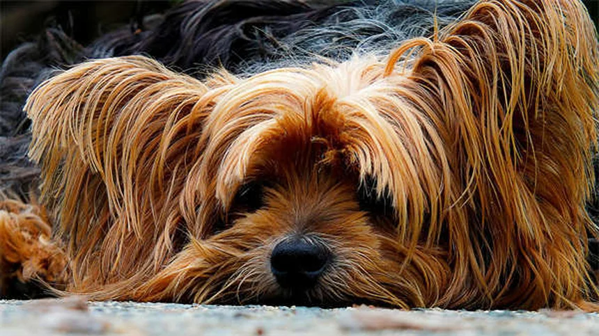 犬の日焼け対策｜愛犬を守る夏のUVケア完全ガイド