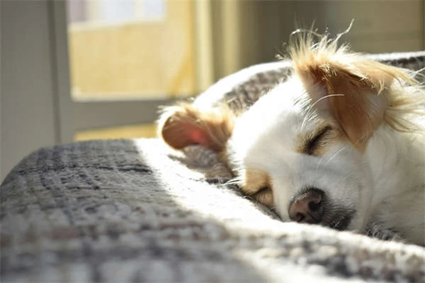 犬と猫のための自然療法｜獣医師が教える6つの健康法