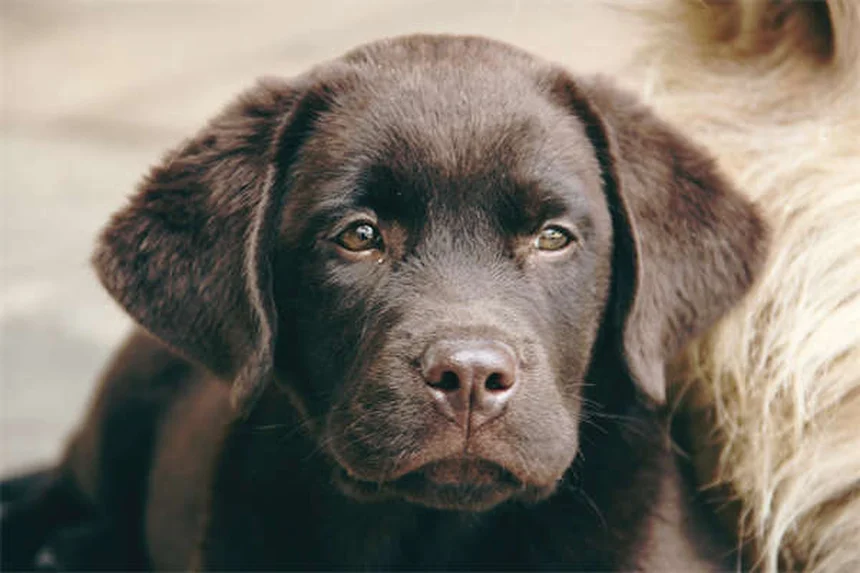 犬の尻尾の気持ち、間違った解釈で危険な目に？正しい読み方5選
