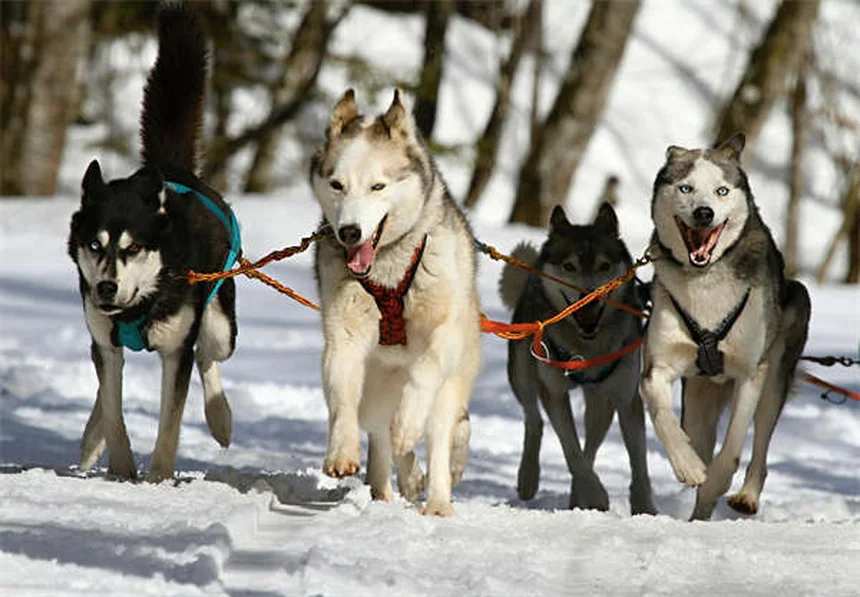 犬が猫アレルギーになる？症状と対策を獣医師が解説