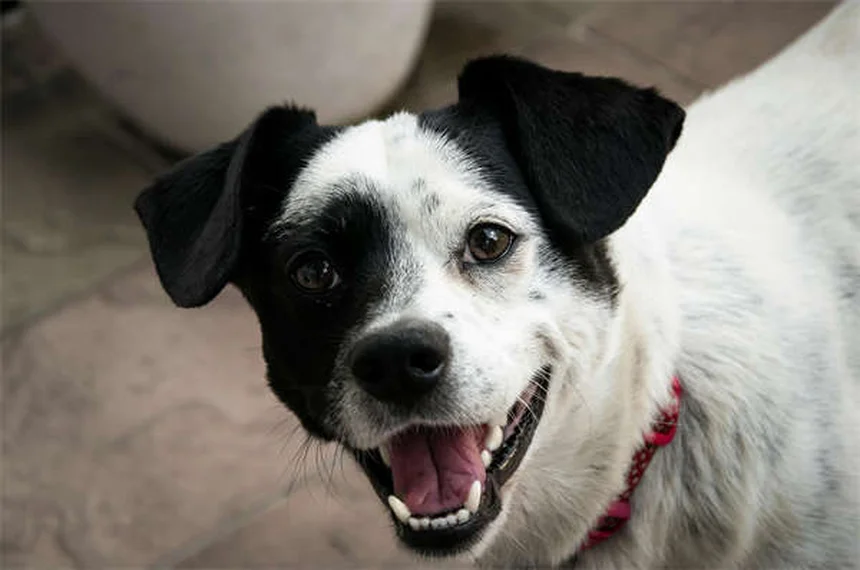 犬の挨拶ストレッチ、実は愛情だけじゃなかった理由