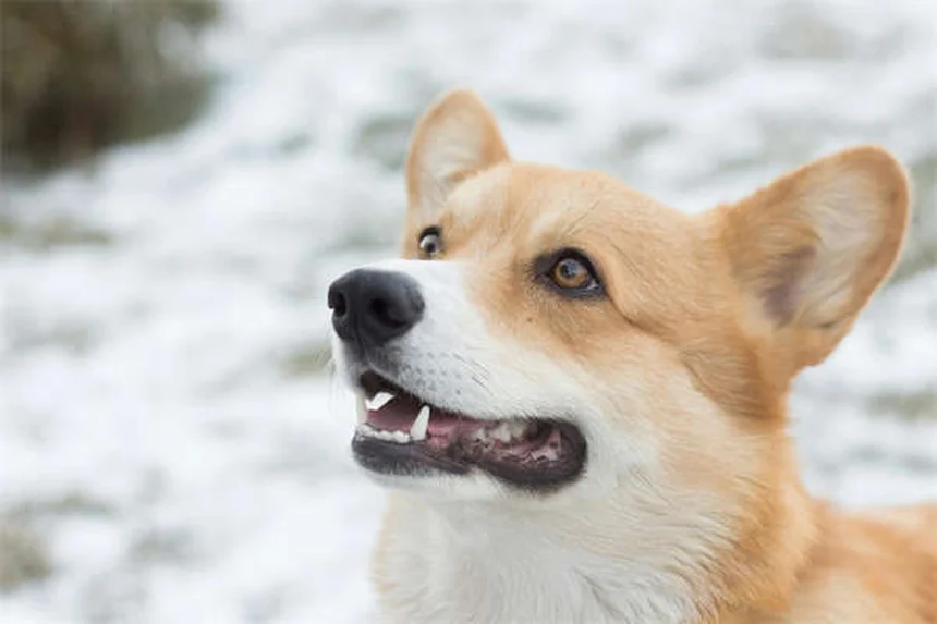 ハイランドポニーの特徴とは？魅力と飼育のコツを徹底解説