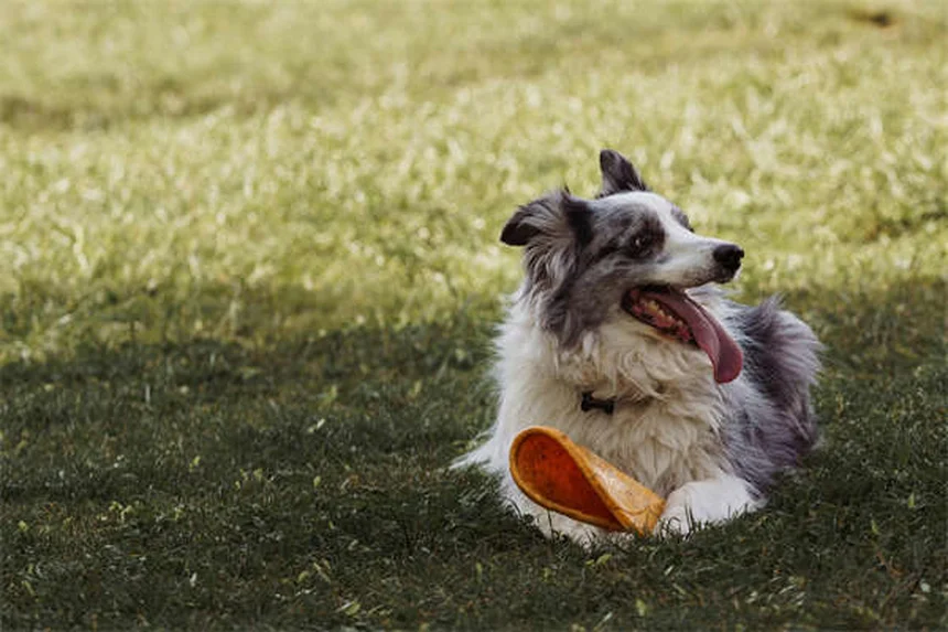 犬を亡くした時の悲しみの乗り越え方｜ペットロスを癒す7つの方法