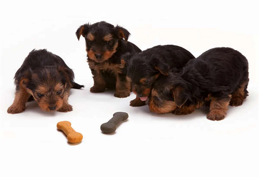 犬のDIC（播種性血管内凝固）とは？症状から治療法まで徹底解説