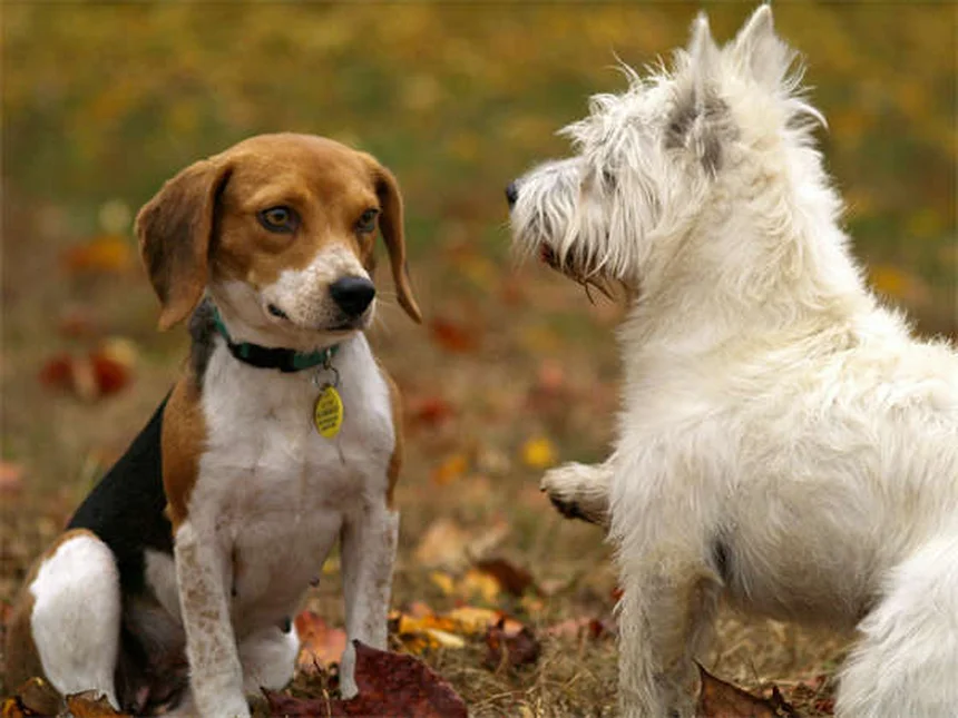 愛犬と楽しむ！水上スポーツ10選と安全な始め方