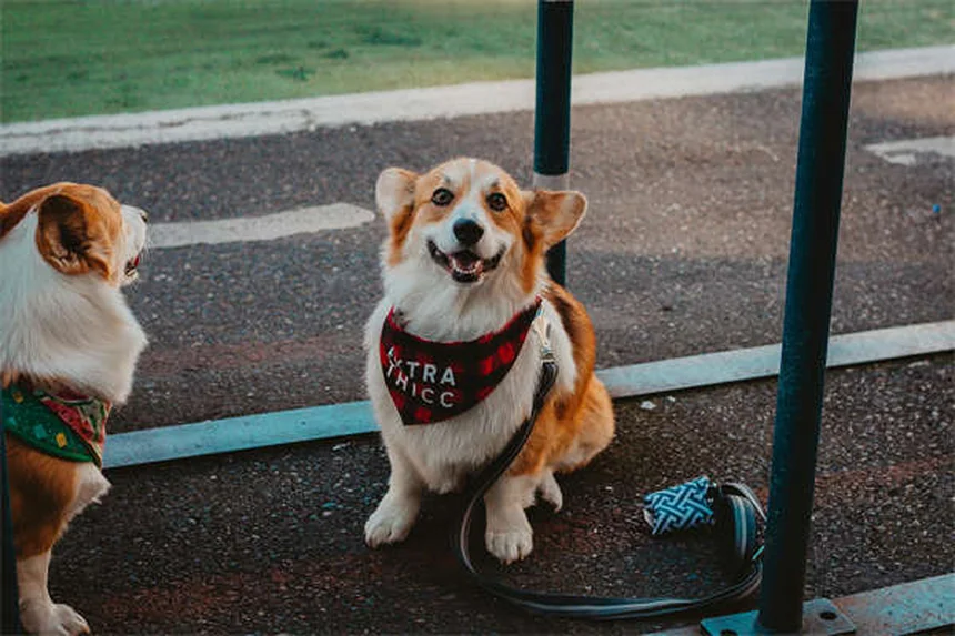 犬の平熱って何度？正しい測り方と見分け方を実体験で解説