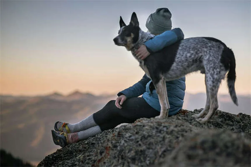 犬は恐怖を嗅ぎ分けられる？科学と体験でわかった真実