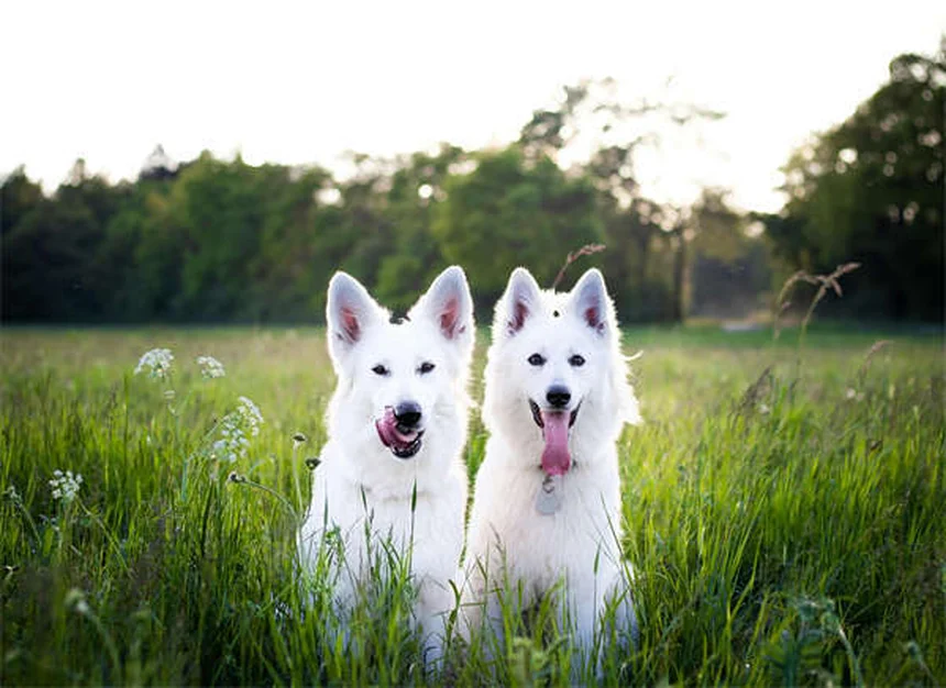 犬は恐怖を嗅ぎ分けられる？科学と体験でわかった真実