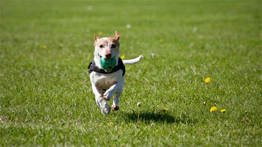 愛犬が足の上に座る理由とは？愛情と不安のサインを見極めて