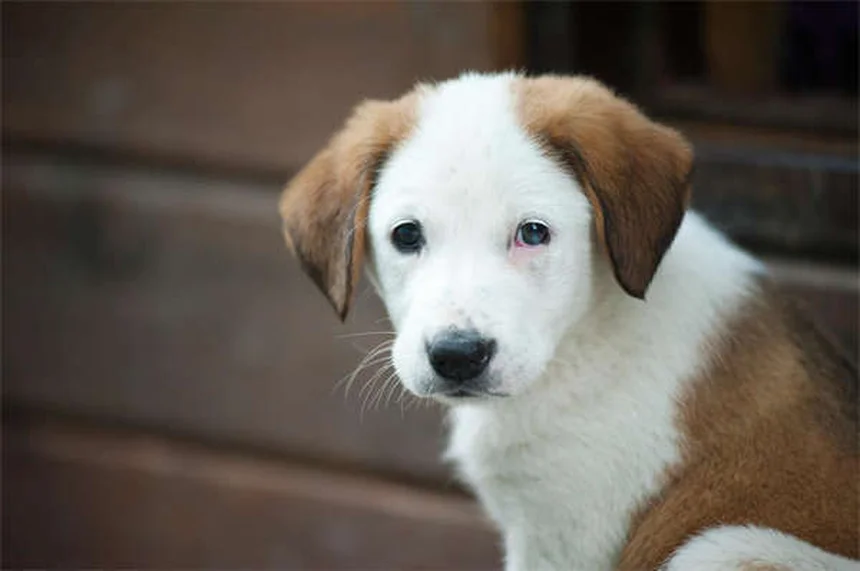 木曽馬は絶滅危惧種！70頭しかいない在来馬の現状と見学のコツ