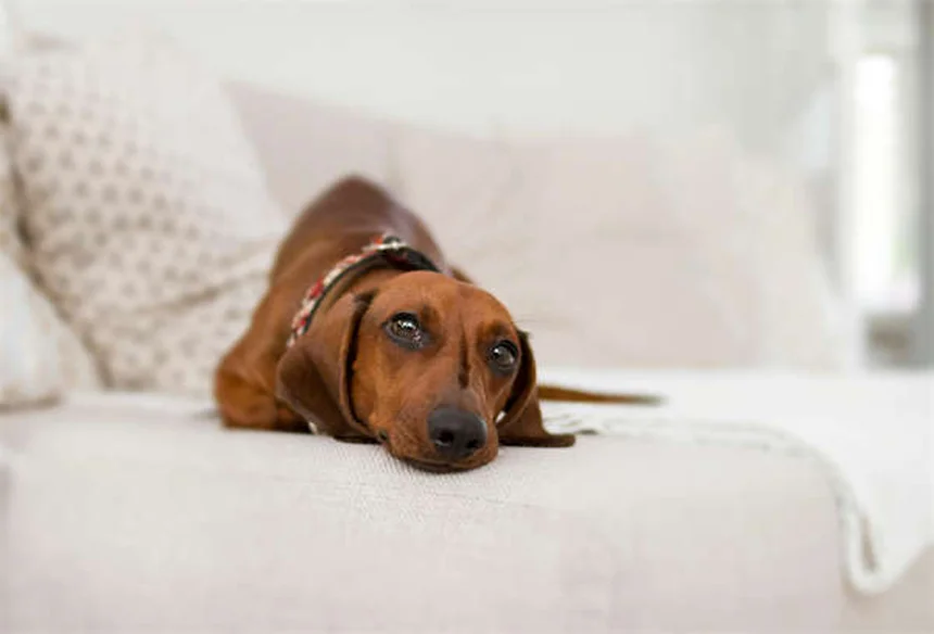 【獣医師監修】犬が草の上で転がる5つの理由と危険なサイン