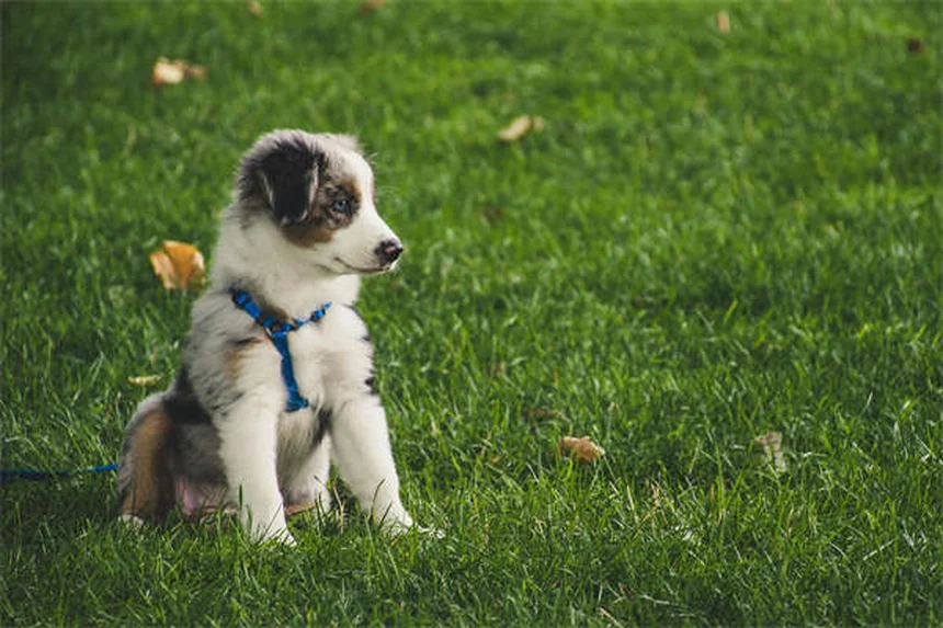 【獣医師監修】犬が草の上で転がる5つの理由と危険なサイン