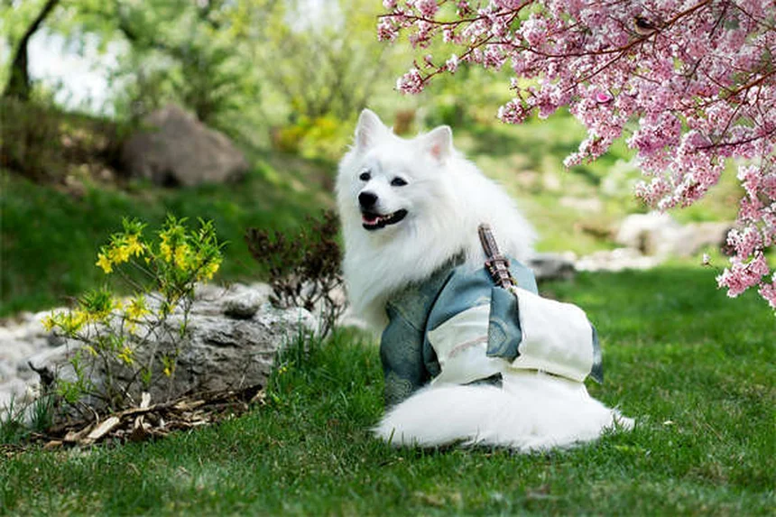 犬がなぜ糞に転がる？理由と簡単な対策