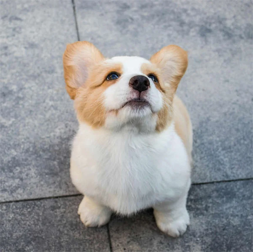 犬がなぜ糞に転がる？理由と簡単な対策