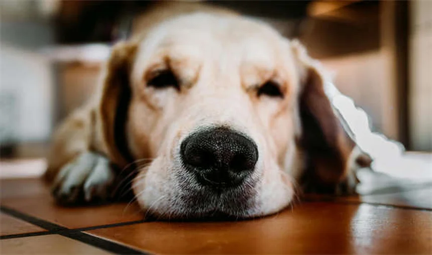 犬のFCEの症状と回復法｜飼い主が知るべき3つのポイント