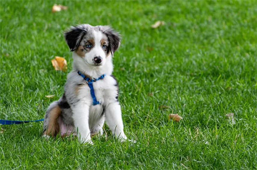 【プロ直伝】犬の伏せをカフェや病院でもできるようにする方法