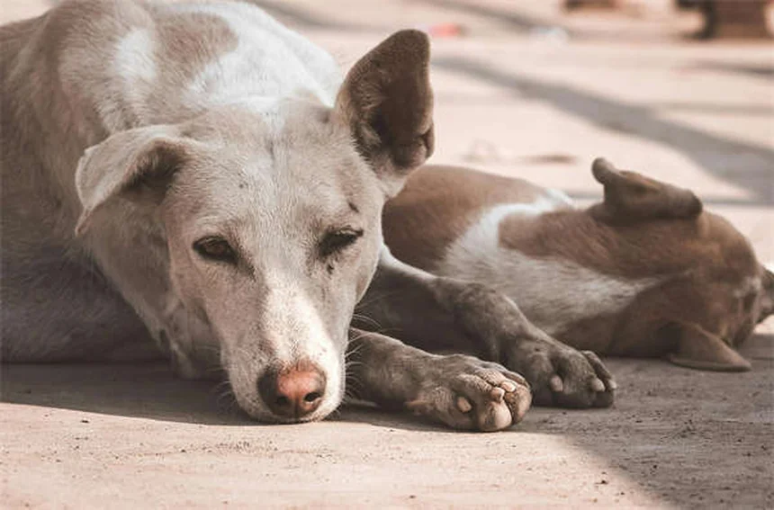 Proin®で犬の尿失禁を治療する前に知っておきたい副作用と注意点