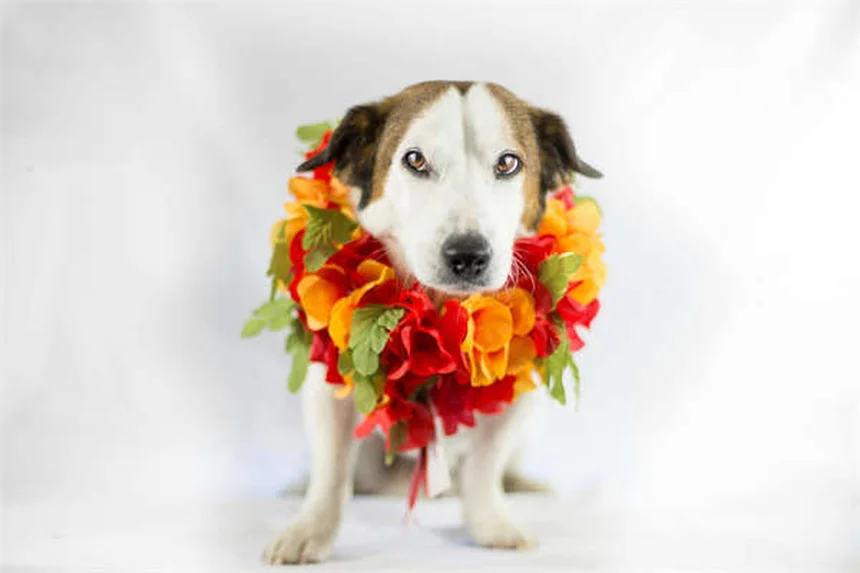 Proin®で犬の尿失禁を治療する前に知っておきたい副作用と注意点