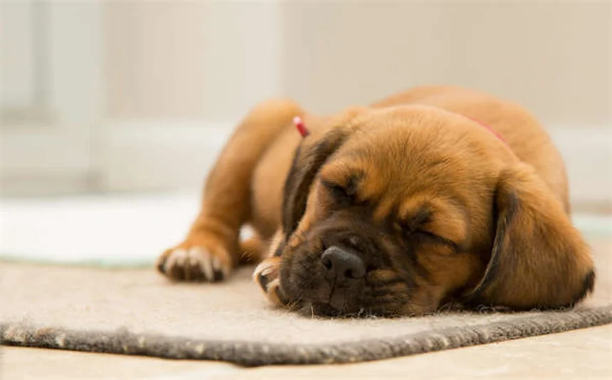Proin®で犬の尿失禁を治療する前に知っておきたい副作用と注意点