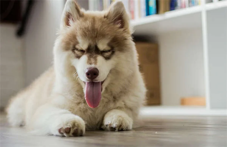ティーツリーオイルは犬に危険？中毒症状と安全な製品を解説