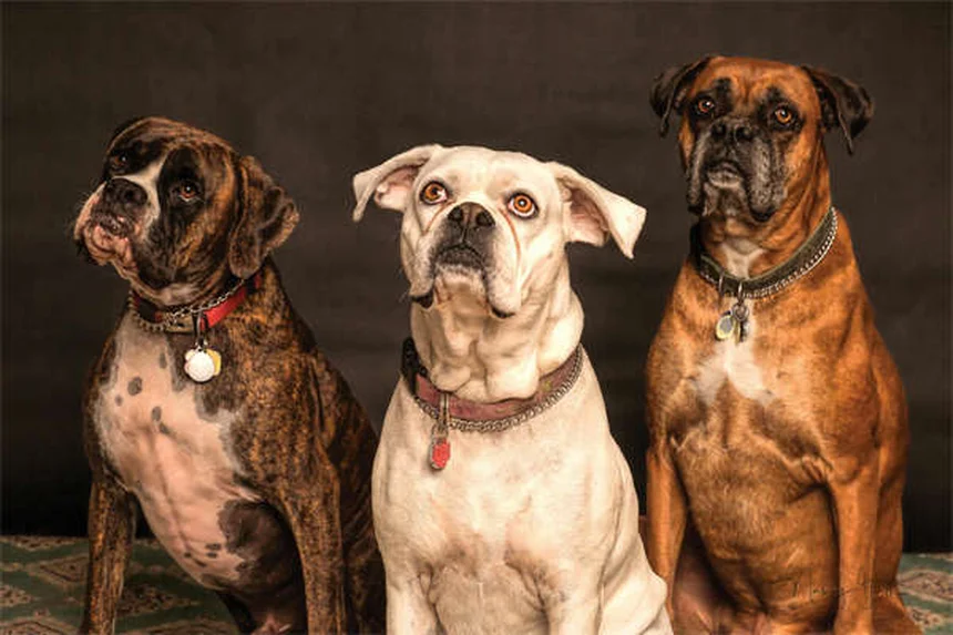 ティーツリーオイルは犬に危険？中毒症状と安全な製品を解説