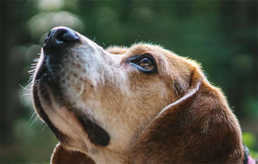 ティーツリーオイルは犬に危険？中毒症状と安全な製品を解説
