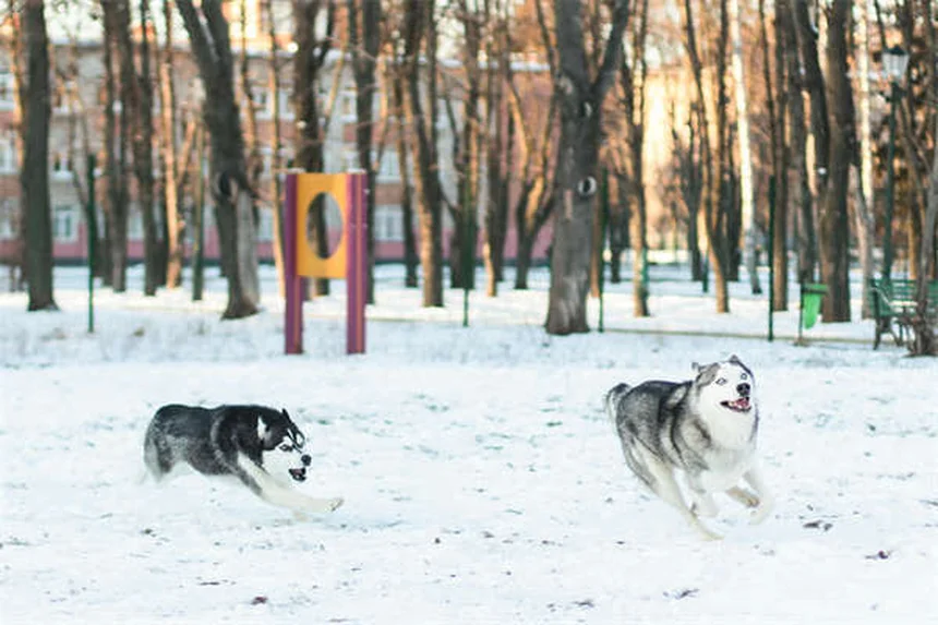 ウサギの椎骨骨折、実体験から学ぶ症状と予防のチェックリスト
